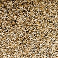 ���� ��� ������������ ����� Deli Nature 98 American Siskins - 12,5 ��